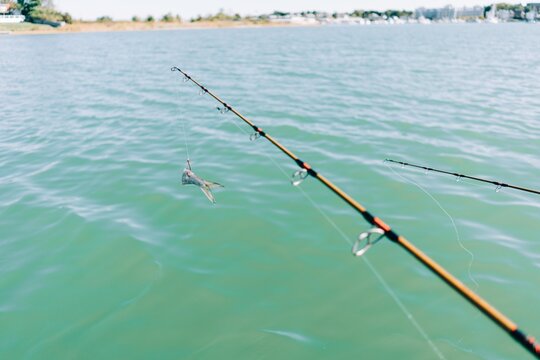 fish tail used as bait