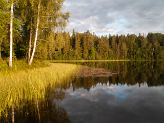 Obraz premium forest and lake landscape.