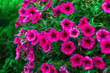 beautiful petunia flowers. Pink petunia flower with open buds