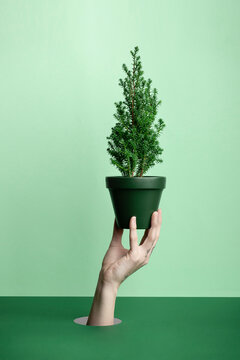 Hand Of A Young Woman Holding A Christmas Tree