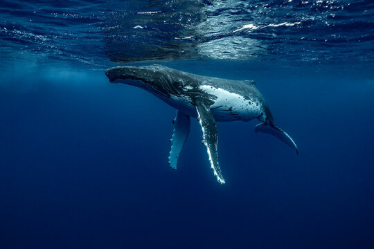 A humpback whale portrait with sunlight ray