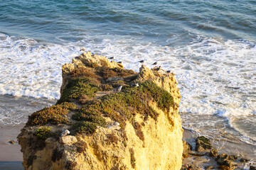 a group of seagulls standing on a large rock at the beach covered with lush green foliage at El...