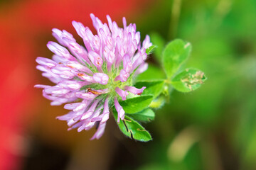 pink flower close up