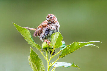 sparrow on branch