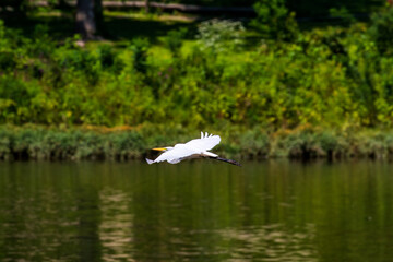 great white gotta go