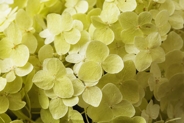 Background of blooming perennial phlox, top view