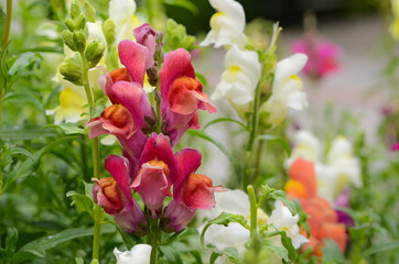 snapdragon