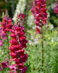 Snapdragon