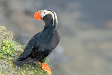 Tufted Puffin (Fratercula cirrhata) at St. George Island, Pribilof Islands, Alaska, USA