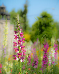 Obraz premium Snapdragon