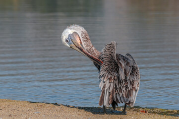 Brown Pelican (Pelecanus occidentalis) in Malibu Lagoon, California, USA