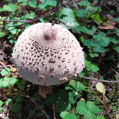 mushroom in the forest
