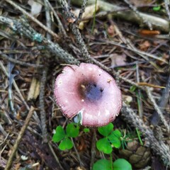 mushrooms in the forest