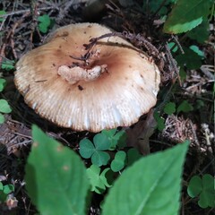 mushroom in the forest