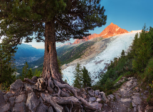Pine tree on small mountain trail