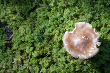 A mushroom with copy space colour photo.
