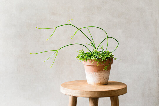 Decorative Pot Plant