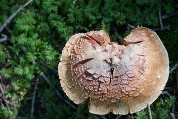 A mushroom with copy space colour photo.