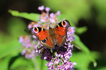 Peacock Butterfly Scotland