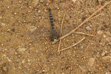 Close Up of a Blue Dragonfly