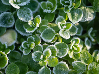 Fresh green plants covered with hoarfrost