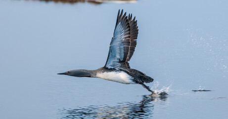 Red-throated Loon (Gavia stellata) in Barents Sea coastal area, Russia