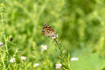 Close up of Vanessa del Cardo butterfly on flower with green background