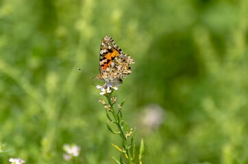 Close up of Vanessa del Cardo butterfly on flower with green background
