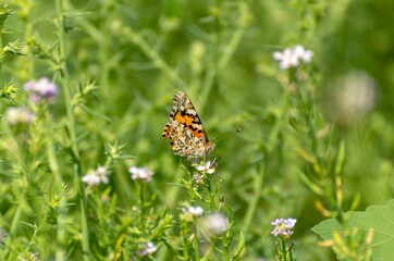 Close up of Vanessa del Cardo butterfly on flower with green background