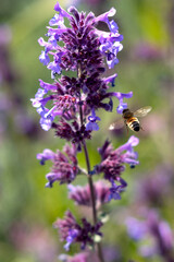 Honey Bee and Lavender Flowers