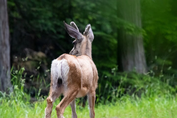 Young Buck in Glacier