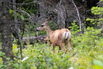A Doe in the Forest