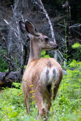 A Doe in Glacier NP