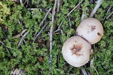 A mushroom with copy space colour photo.