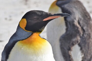 King penguin