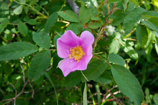 Wild Rose at Polebridge