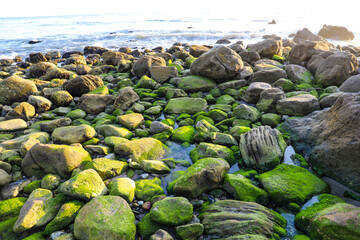 rocks on the beach covered with lush green algae and waves rolling in at El Matador beach in Malibu California