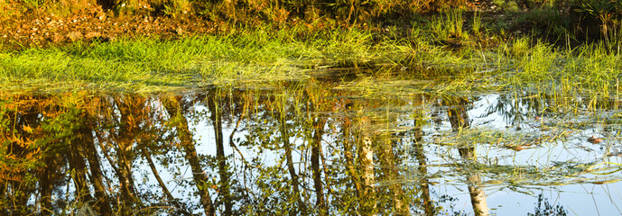 reflection of trees in a pond