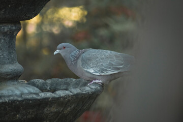 Bird on a fountain #3