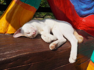 sleeping white cat on wooden chair