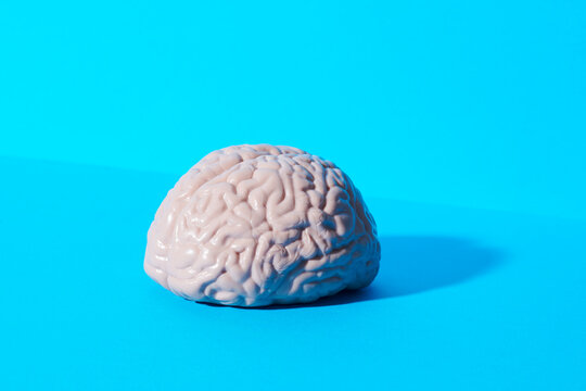 Human Brain Model on Blue