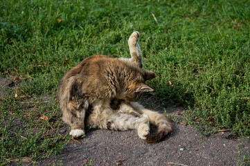 Cat sitting on the grass on a Sunny day