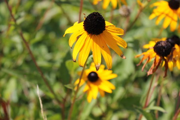 A field of flowers filled with Black Eyed Susans, Rudbeckias, Coneflower