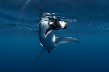 Shark attack on a seabird