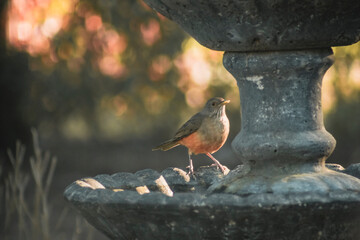 Bird on a fountain #5