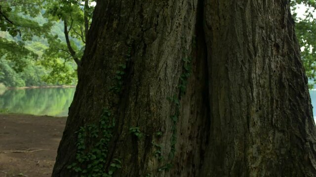 湖の波打ち際を背景に太い幹