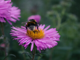 Bumblebee pollination of flowers in the garden
