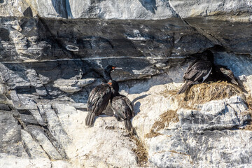 Rock Shag (Leucocarbo magellanicus) at colony in Ushuaia area, Land of Fire (Tierra del Fuego), Argentina