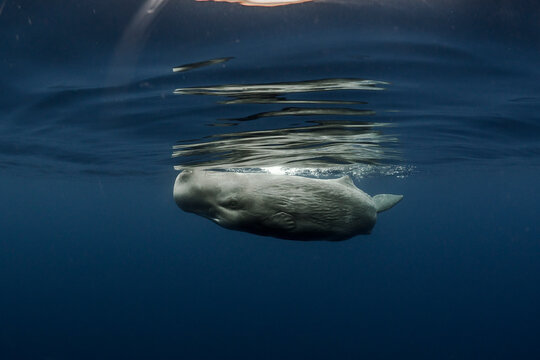 Baby sperm whale hit the surface