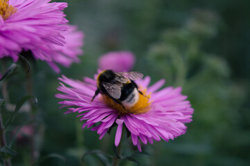 Bumblebee pollination of flowers in the garden